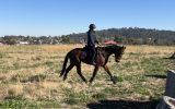 Super Quiet Little Mare on HorseYard.com.au (thumbnail)