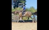 Quality Gelding  on HorseYard.com.au (thumbnail)
