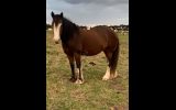 Lovely Clydesdale x Colt  on HorseYard.com.au (thumbnail)