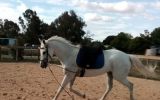 Talented Allrounder  on HorseYard.com.au (thumbnail)