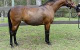 Rhyl Mimosa - Riding Pony broodmare on HorseYard.com.au (thumbnail)