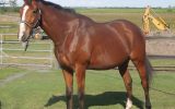PRICE REDUCED: Everything and more!  on HorseYard.com.au (thumbnail)