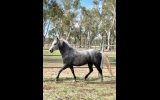 Partbred Morgan Gelding on HorseYard.com.au (thumbnail)