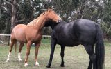 Paintbred Maiden Mare on HorseYard.com.au (thumbnail)