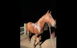 7yr old chestnut quarter horse cross  on HorseYard.com.au (thumbnail)