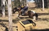 Talented Jumper  on HorseYard.com.au (thumbnail)