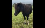 Lead line pony on HorseYard.com.au (thumbnail)