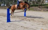 15.3 hh TB gelding-pony club on HorseYard.com.au (thumbnail)