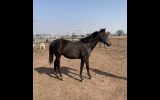 Dual Registered Waler gelding on HorseYard.com.au (thumbnail)