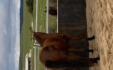 Project horse on HorseYard.com.au (thumbnail)