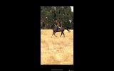 Danyiera park secret faith  on HorseYard.com.au (thumbnail)