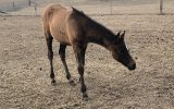 Gorgeous mare and filly foal on HorseYard.com.au (thumbnail)