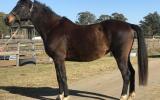 Warm blood brood mare  on HorseYard.com.au (thumbnail)