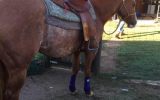 Registered qh mare on HorseYard.com.au (thumbnail)