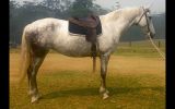 Flashy first cross Andalusian mare on HorseYard.com.au (thumbnail)