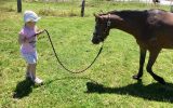 Beautiful Welsh mare on HorseYard.com.au (thumbnail)