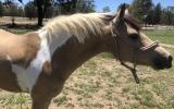Buckskin Tobiano pony mare  on HorseYard.com.au (thumbnail)