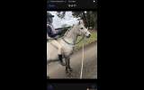 Dapple grey riding pony  on HorseYard.com.au (thumbnail)