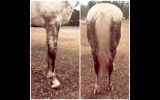 Flashy first cross Andalusian mare on HorseYard.com.au (thumbnail)