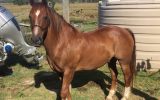 Clydesdale X Quarter Horse Meet Nugget on HorseYard.com.au (thumbnail)