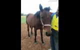 14 y/o STB mare on HorseYard.com.au (thumbnail)