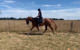 Quite, Unraced & Retrained TB on HorseYard.com.au (thumbnail)