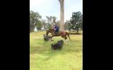Gentleman  on HorseYard.com.au (thumbnail)
