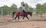 90% Reg Partbred Arab Mare on HorseYard.com.au (thumbnail)