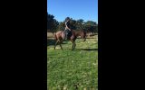 Tb mare for sale  on HorseYard.com.au (thumbnail)