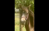 78% Arabian Riding Pony filly.  on HorseYard.com.au (thumbnail)