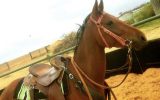 Broken in but needs further training beautiful loving gelding  on HorseYard.com.au (thumbnail)