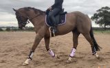 Eye cataching all rounder on HorseYard.com.au (thumbnail)