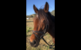 15.2h Bay TB mare on HorseYard.com.au (thumbnail)