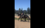 Percheron x mare on HorseYard.com.au (thumbnail)