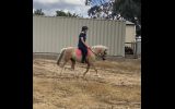 Pony Palomino Gelding  on HorseYard.com.au (thumbnail)