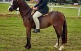 Beautiful Welsh mare on HorseYard.com.au (thumbnail)