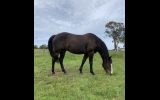 Baloo on HorseYard.com.au (thumbnail)