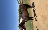 Paint Quarter Horse  on HorseYard.com.au (thumbnail)
