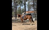 Bringing Sexy Back  on HorseYard.com.au (thumbnail)