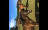 78% Arabian Riding Pony filly.  on HorseYard.com.au (thumbnail)