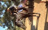 Black Quarter horse mare beginners SOLD on HorseYard.com.au (thumbnail)