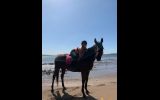 WAGS ALL ROUNDER  on HorseYard.com.au (thumbnail)