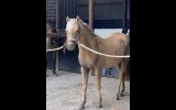 DIXIE- Cute &Quiet 12.2hh 7yo Welsh Mountain Pony  on HorseYard.com.au (thumbnail)