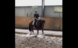 Sweet 7yo TB Gelding  on HorseYard.com.au (thumbnail)