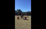 Something Major on HorseYard.com.au (thumbnail)