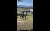 Buddy  on HorseYard.com.au (thumbnail)