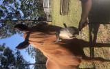 Chestnut mare on HorseYard.com.au (thumbnail)