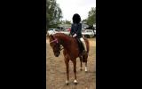 Border Show Super Trooper on HorseYard.com.au (thumbnail)