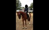 Border Show Super Trooper on HorseYard.com.au (thumbnail)