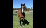 Warmblood mare proven producer of quality dressage progeny  on HorseYard.com.au (thumbnail)